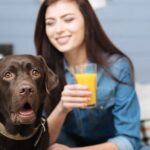 ¿Pueden beber zumo de naranja los perros?