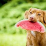 ¿Pueden comer bayas agridulces americanas los perros?
