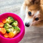¿Pueden comer brécol los perros?