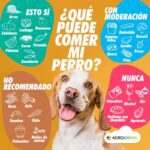 ¿Pueden comer colocinto los perros?