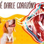 ¿Pueden comer corazón de vaca los perros?