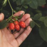 ¿Pueden comer escaramujos los perros?