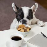 ¿Pueden comer espresso los perros?