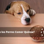 ¿Pueden comer guinea los perros?
