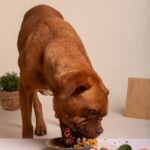 ¿Pueden comer hígado de conejo los perros?