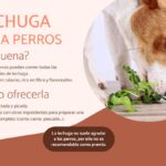 ¿Pueden comer lechuga arrepollada los perros?