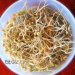 ¿Pueden comer lecitina de soja los perros?