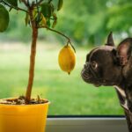 ¿Pueden comer limas los perros?