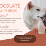 ¿Pueden comer nibs de cacao los perros?