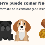 ¿Pueden comer nueces butternut los perros?