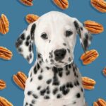 ¿Pueden comer pacanas los perros?