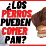 ¿Pueden comer pan los perros?