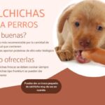 ¿Pueden comer perritos calientes los perros?