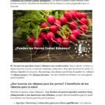 ¿Pueden comer rábano picante los perros?