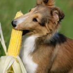 ¿Pueden comer scotch los perros?