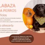 ¿Pueden comer semillas de calabaza los perros?