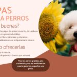 ¿Pueden comer semillas de girasol los perros?