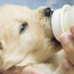 ¿Pueden comer ubres de vaca los perros?