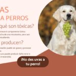 ¿Pueden comer uchuva los perros?